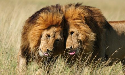 Wildlife Photo of the Week: Brotherly Love