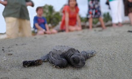 Seabound Baby Turtles in Costa Rica
