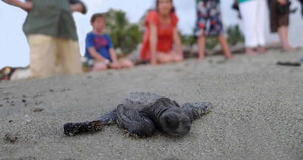 Baby Green Sea Turtle Hatchling