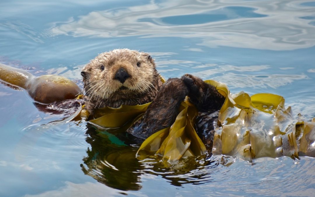 Wildlife Photo of the Week: Busy Otter
