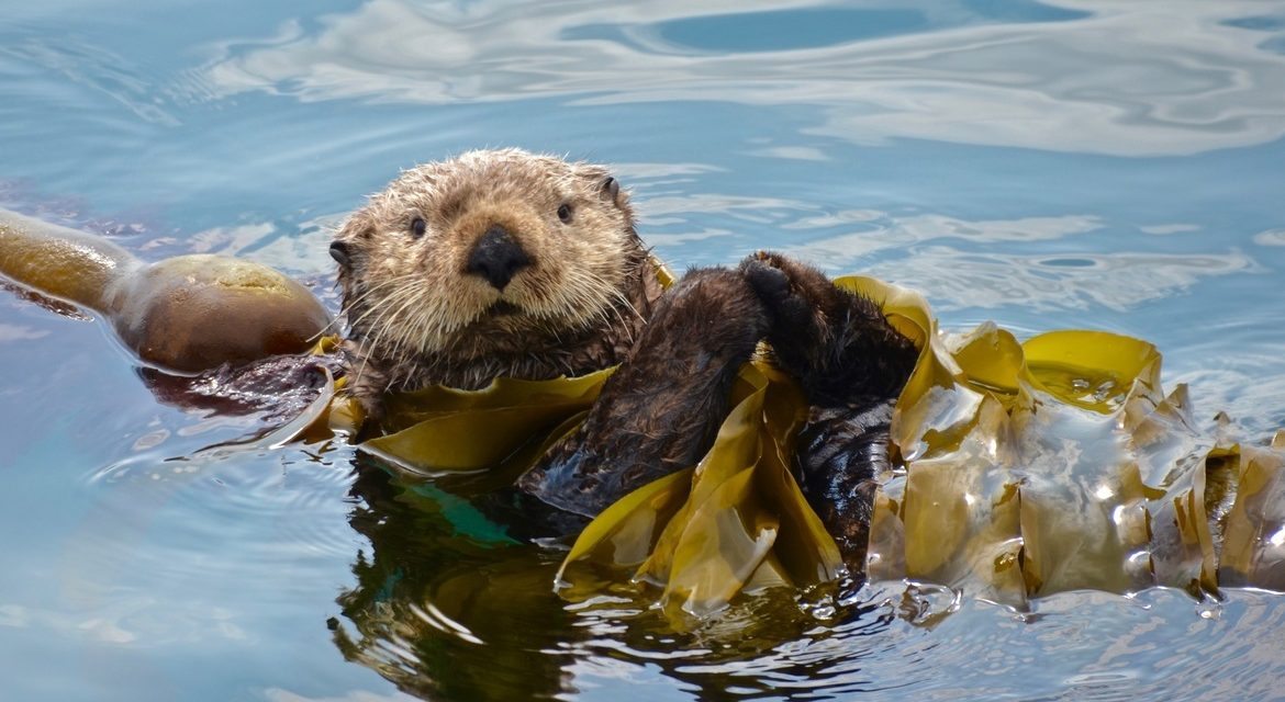 Wildlife Photo of the Week: Busy Otter
