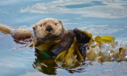 Wildlife Photo of the Week: Busy Otter