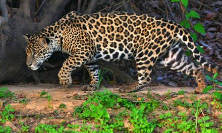 How to Spot a Jaguar in the Peruvian Amazon