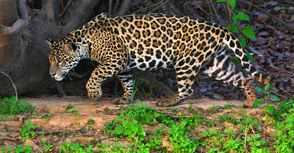 Wild Jaguars in the Amazon Rainforest