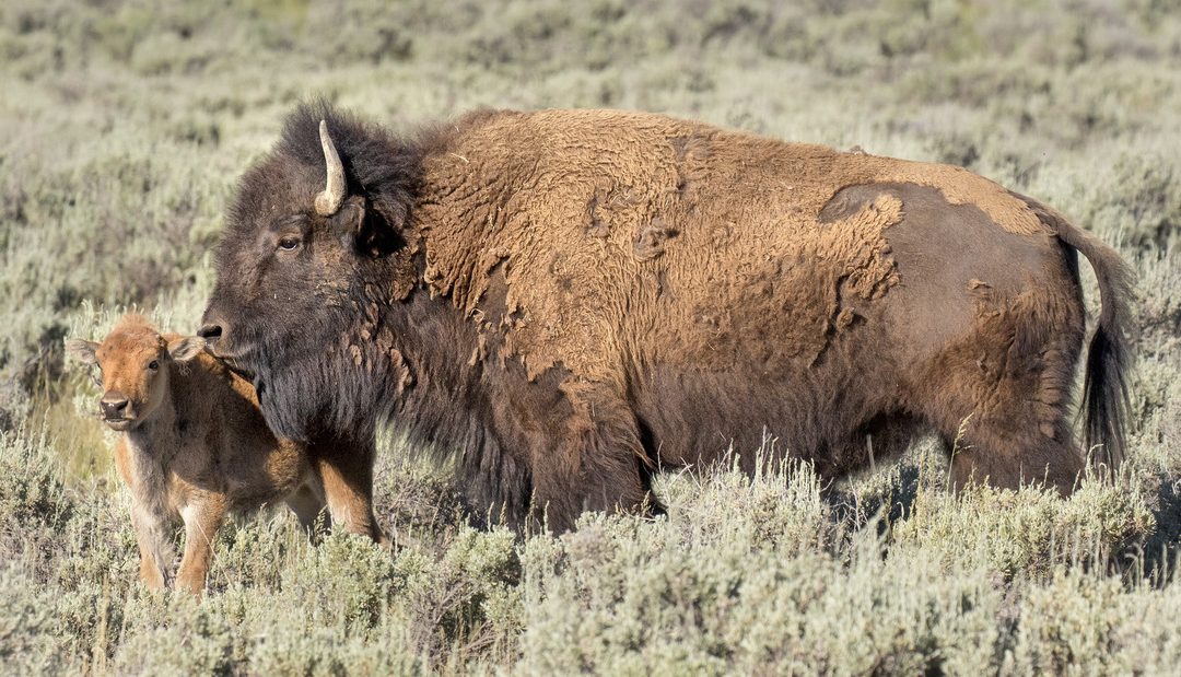 Wildlife Photo of the Week: Me & My Red Dog