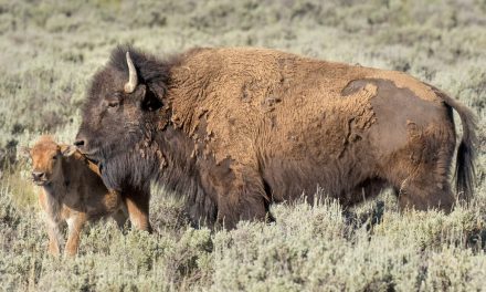 Wildlife Photo of the Week: Me & My Red Dog