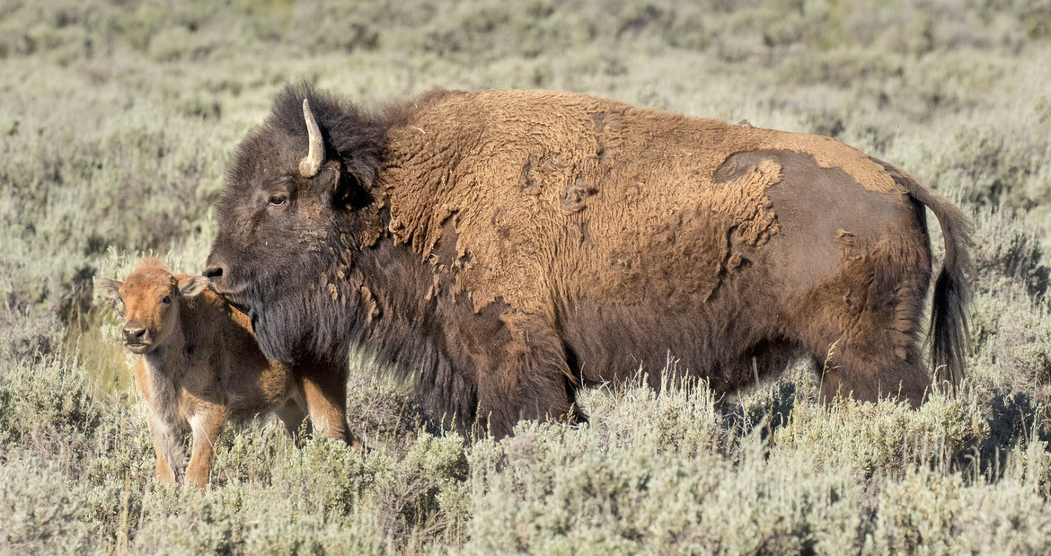 Wildlife Photo of the Week: Me & My Red Dog