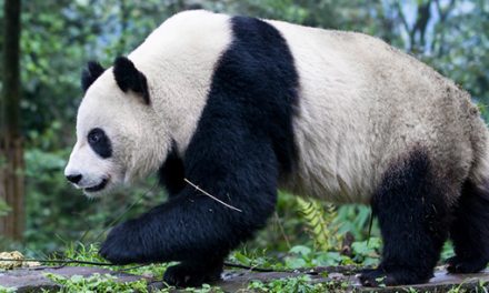 Giant Pandas Rebound in China