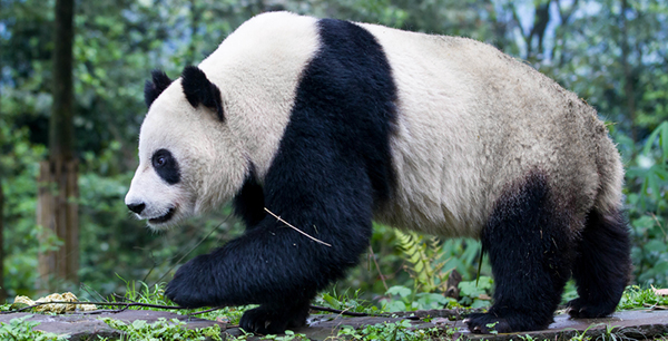 Giant Pandas Rebound in China