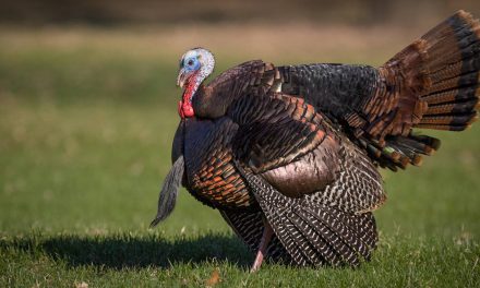A Soothing, Wild Turkey Video on This Thanksgiving