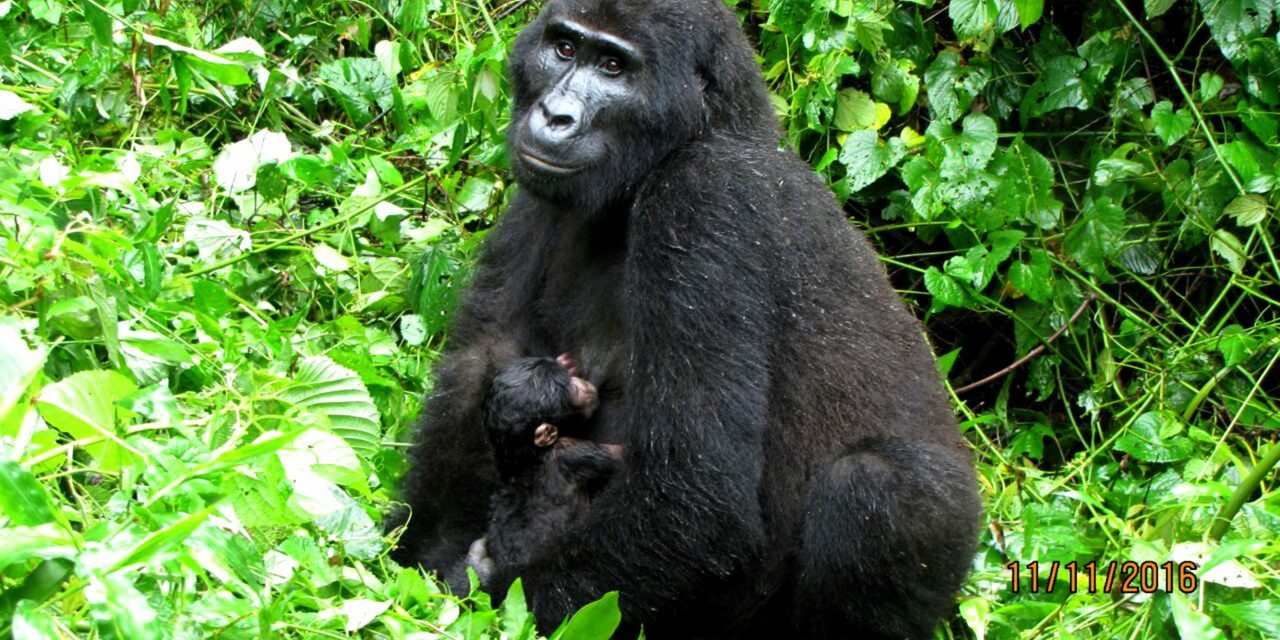 Mountain Gorilla Baby Boom in Uganda