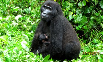 Mountain Gorilla Baby Boom in Uganda