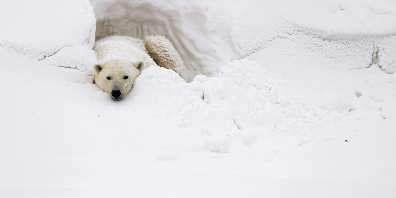 2016: A tipping point for Churchill’s polar bears?