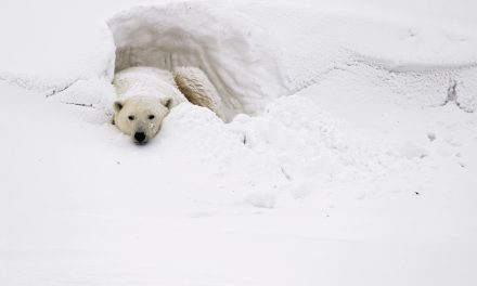 2016: A tipping point for Churchill’s polar bears?