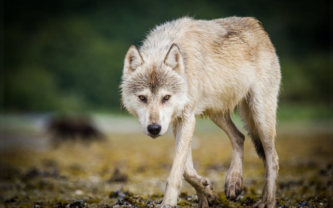 Video: Emotional Overload on Encountering a Coastal Wolf
