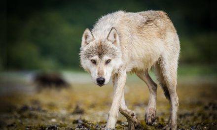 Video: Emotional Overload on Encountering a Coastal Wolf
