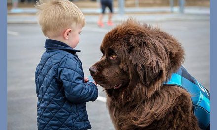 De-stressing Dogs and Pettable Pigs: Making Holiday Travel Happy