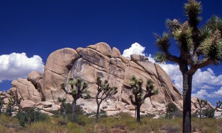 After 100 Years, a New Vision for the National Park Service