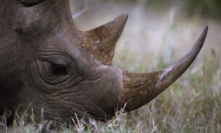 Is It Too Late to Save the African Rhino?