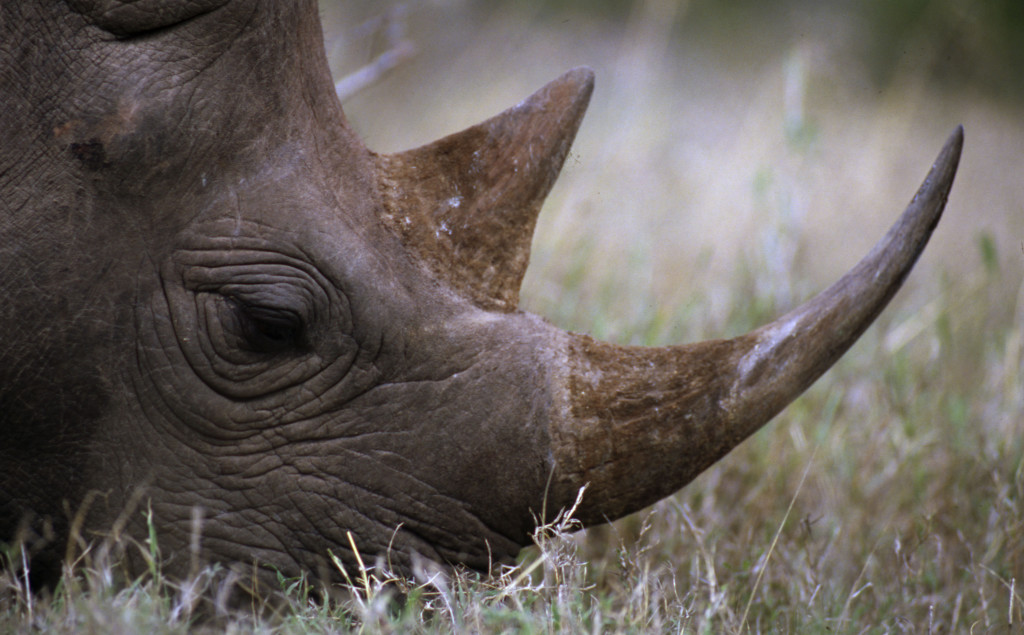 Is It Too Late to Save the African Rhino?