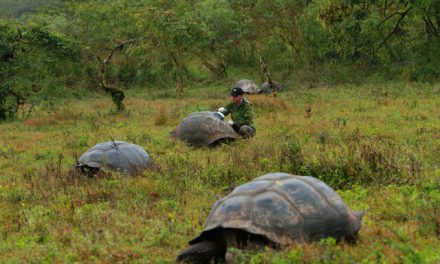 Conservation through Tourism in the Galapagos – a Needed Interview, Part 2