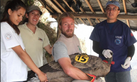 Andean Condor Success Story: An Example for the Future of Conservation and Tourism