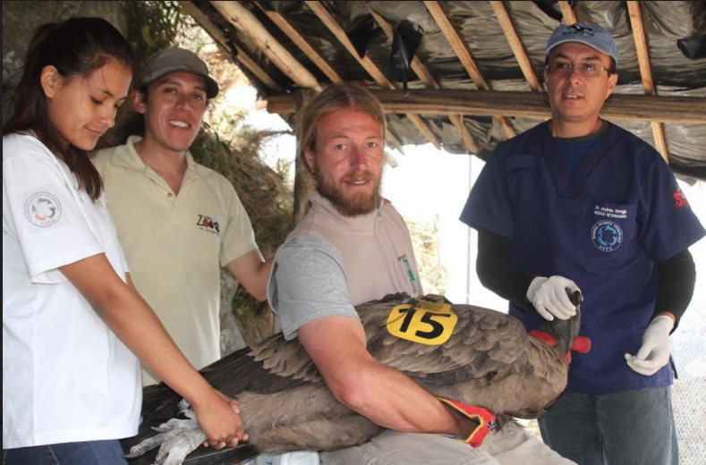Andean Condor Success Story: An Example for the Future of Conservation and Tourism