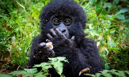 Celebrating Good News for Endangered Species in 2016