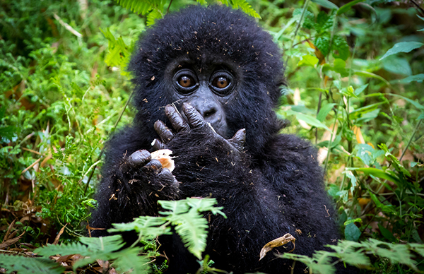Baby Mountain Gorilla in Rwanda