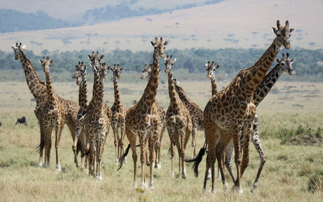 Wildlife Photo of the Week: Coming This Way