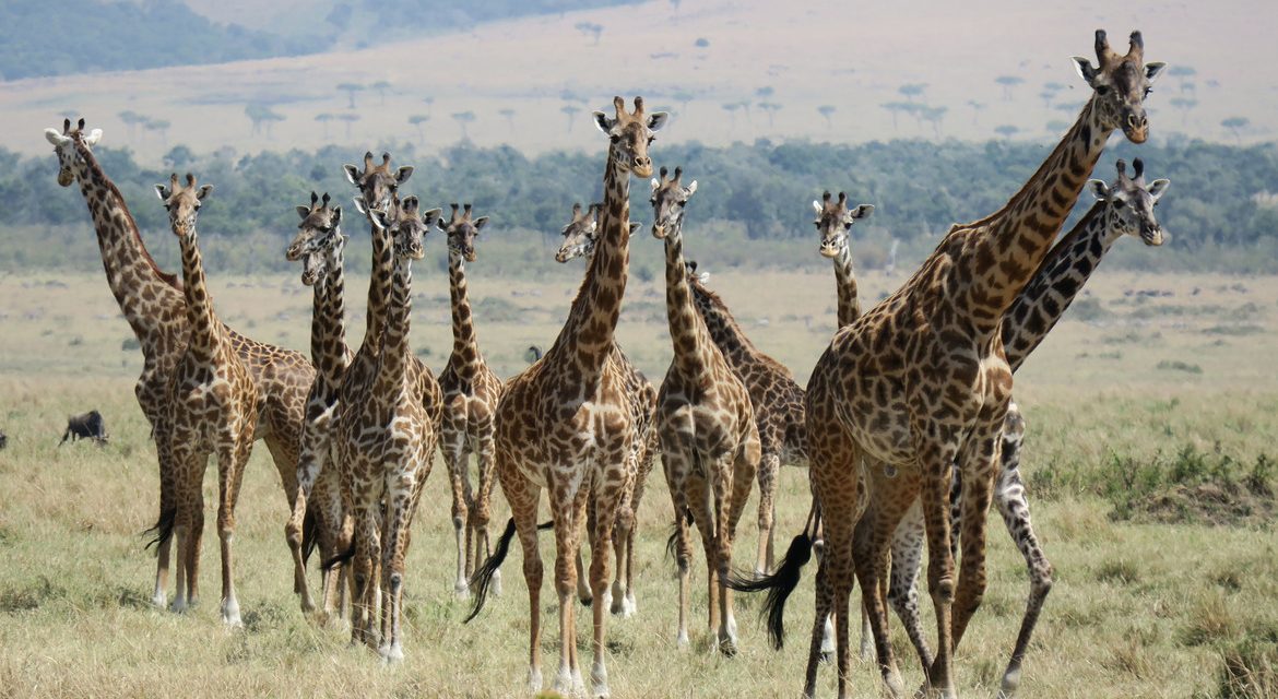 Wildlife Photo of the Week: Coming This Way