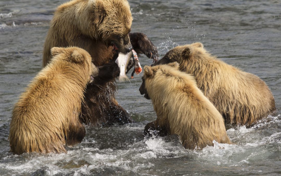 Wildlife Photo of the Week: Feeding the Kids