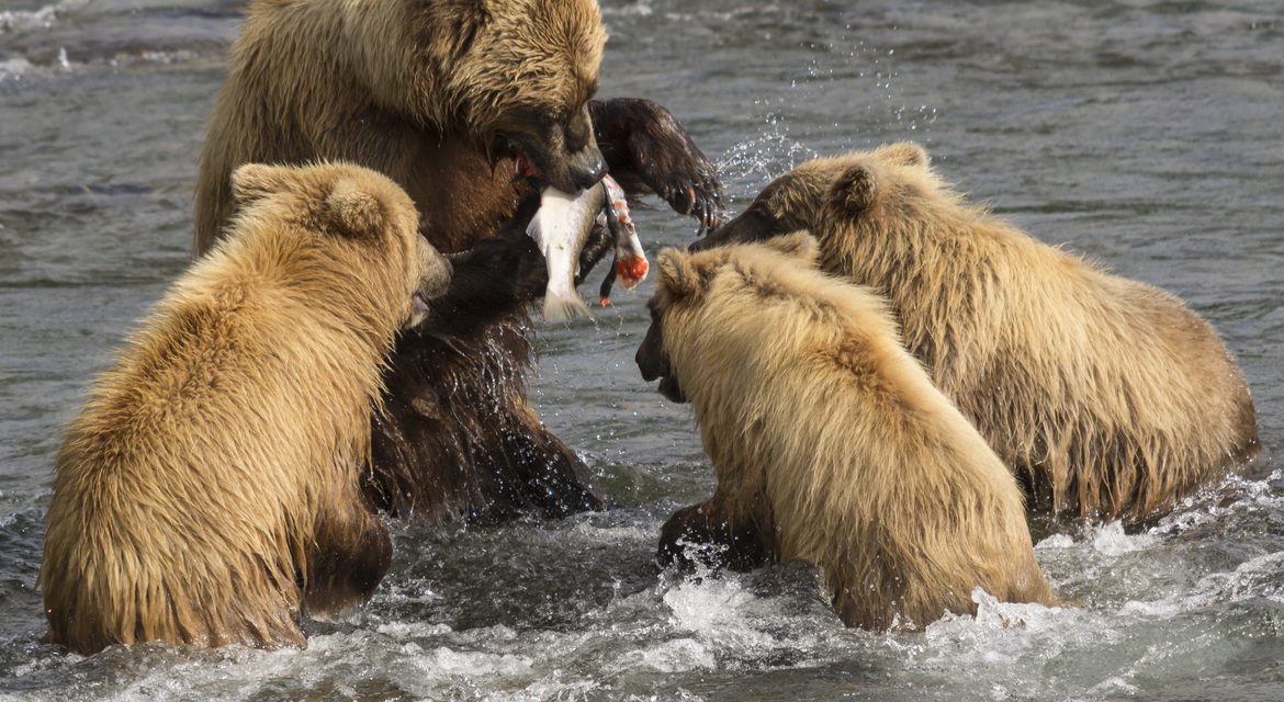 Wildlife Photo of the Week: Feeding the Kids