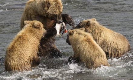 Wildlife Photo of the Week: Feeding the Kids