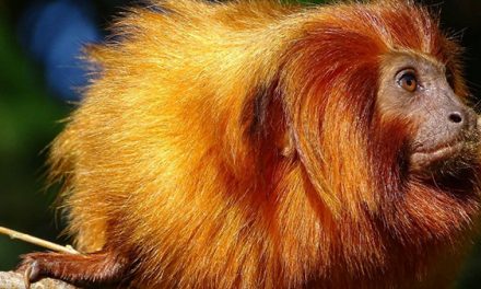 Golden Lion Tamarin Monkeys in Brazil