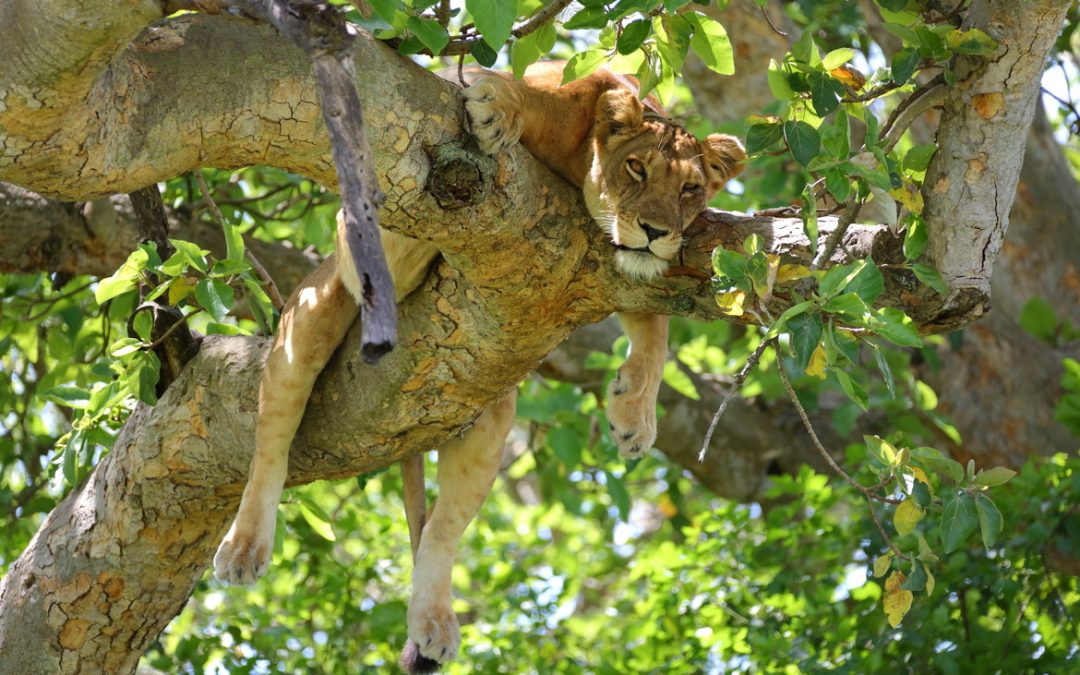 Wildlife Photo of the Week: Hanging Out