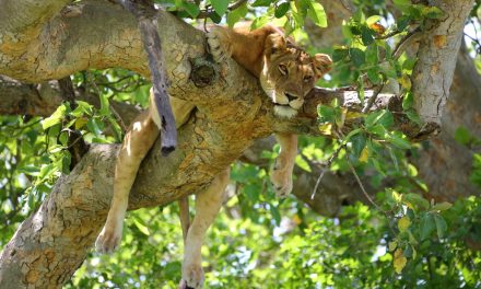 Wildlife Photo of the Week: Hanging Out