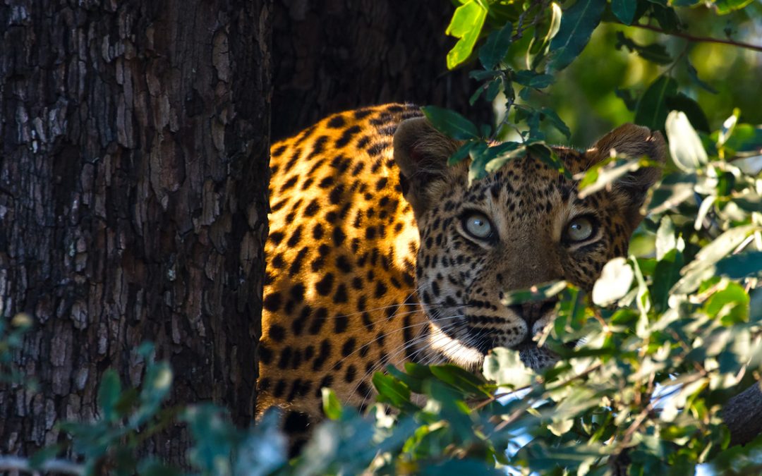 Wildlife Photo of the Week: Leopard Stare