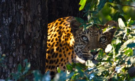 Wildlife Photo of the Week: Leopard Stare