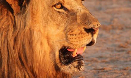 Wildlife Photo of the Week: Lion King