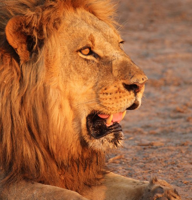 Wildlife Photo of the Week: Lion King