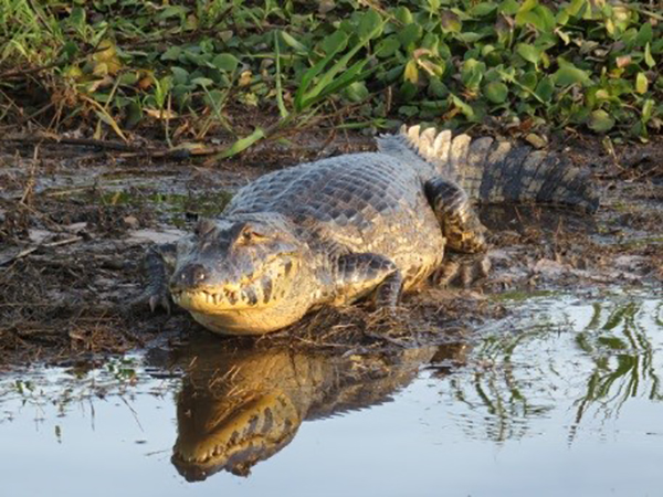 Caiman Pantanal Brazil