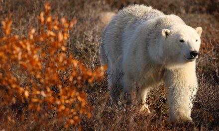 The Anthropocene: Dawn of the Age of Humans or Demise of the Earth?