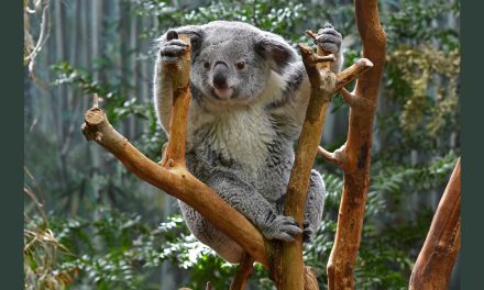 Rent a Wild Animal in Australia: A Conservation Innovation?