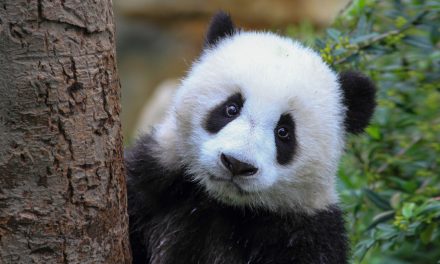 Science-Based Conservation under Attack in 2017