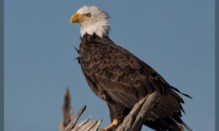 Wildlife Labor: Using Eagles to Combat Drones