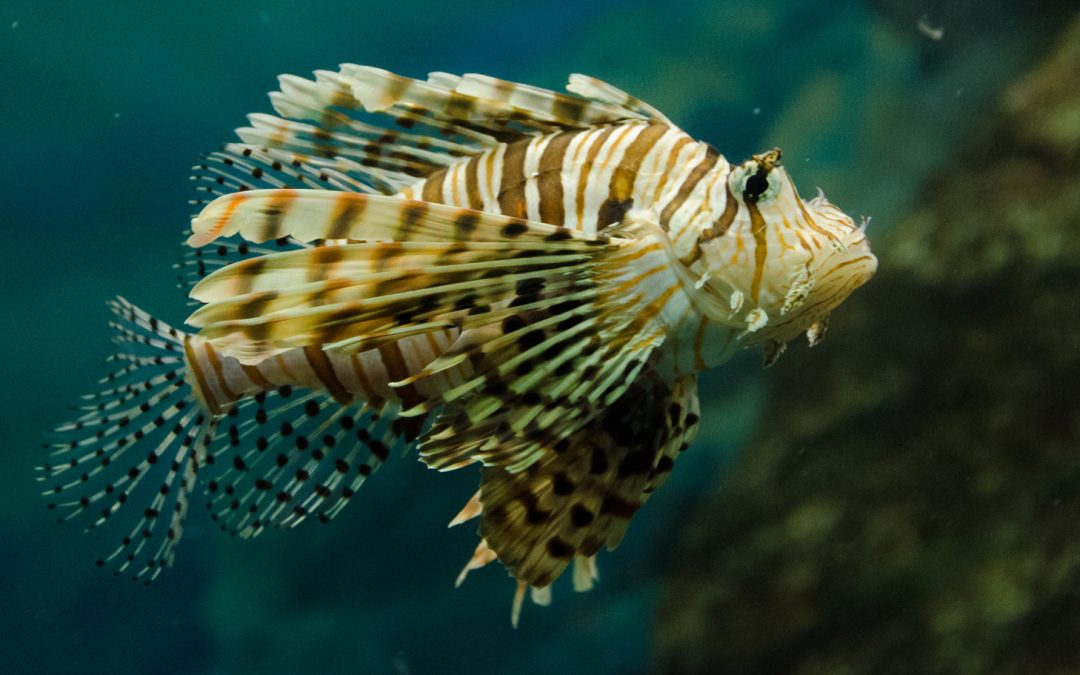Video: Wear Lionfish Jewelry to Protect the Atlantic Ocean
