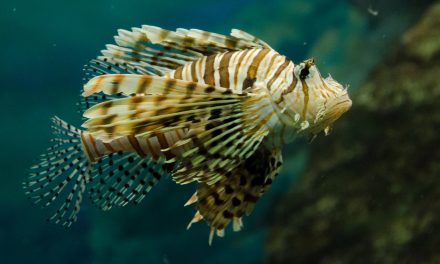 Video: Wear Lionfish Jewelry to Protect the Atlantic Ocean