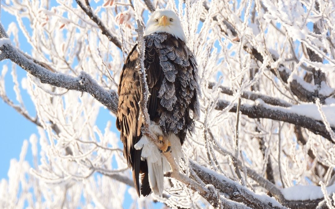 Wildlife Photo of the Week: Crystallized Eagle