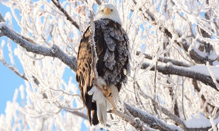 Wildlife Photo of the Week: Crystallized Eagle